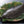 Buri/Yellowtail Set