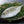 Buri/Yellowtail Set