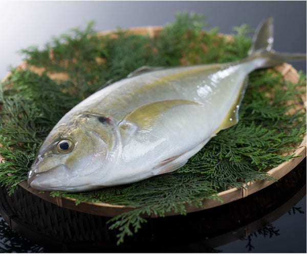 Buri/Yellowtail Set